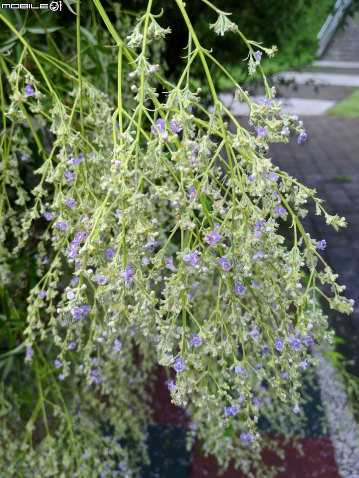 黃荊 台南市永康區永康公園 07/08