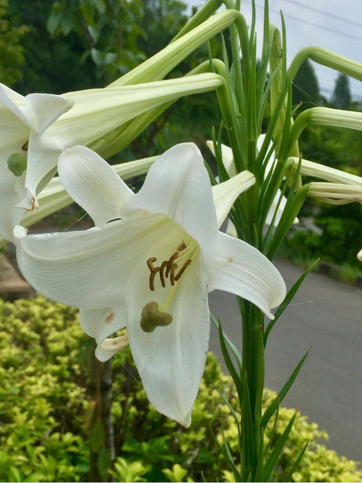 野生百合🌼