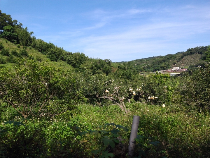 不願高山，不甘平地，但求丘陵 楊新湖的柿茶稻
