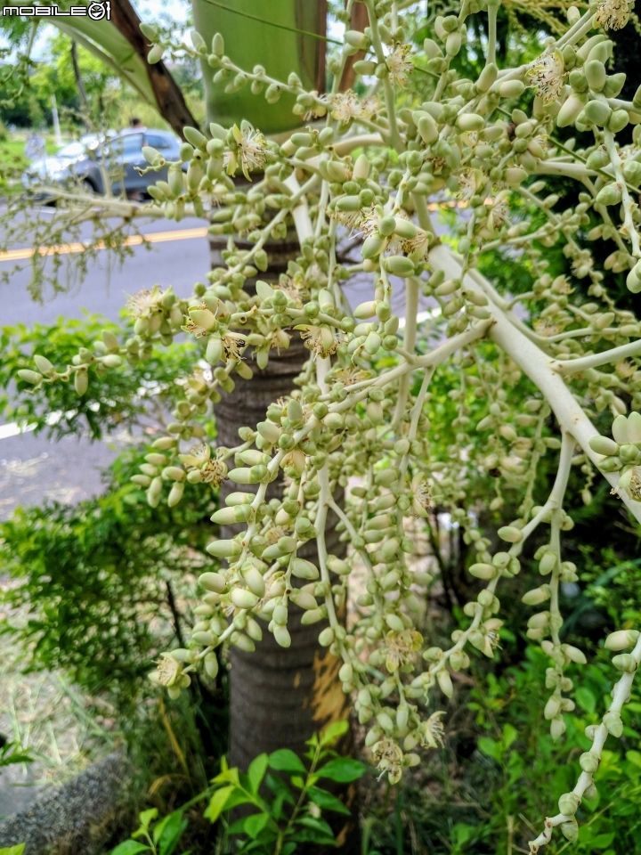 馬尼拉椰子(聖誕椰子) 高雄市岡山區岡山高中 07/01