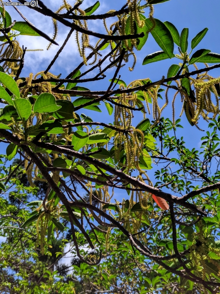 土沉香 台南市南區明和公園 06/30