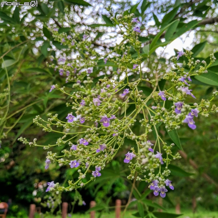 黃荊 台南市永康區永康公園 07/08