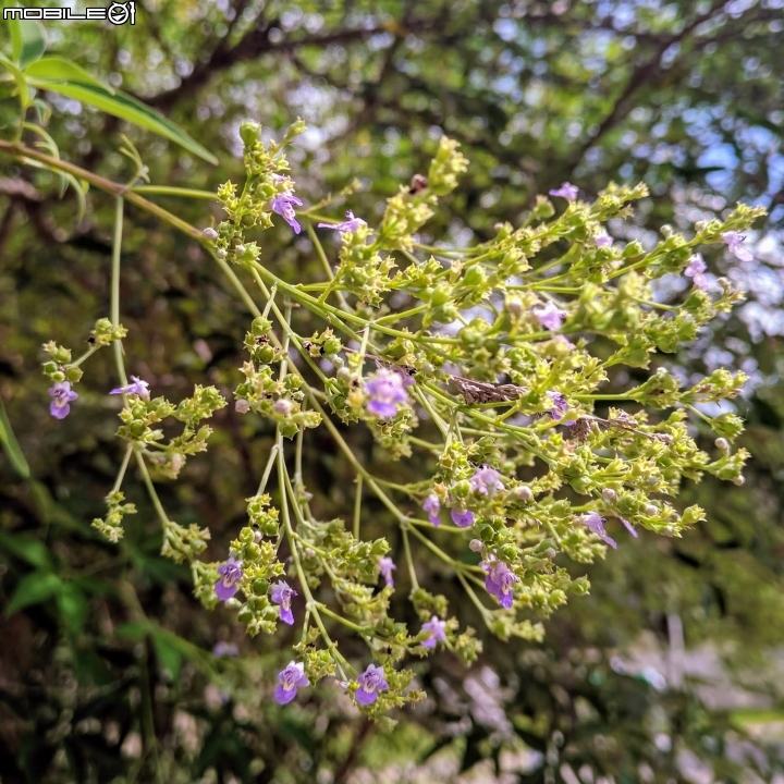 黃荊 台南市永康區永康公園 07/08