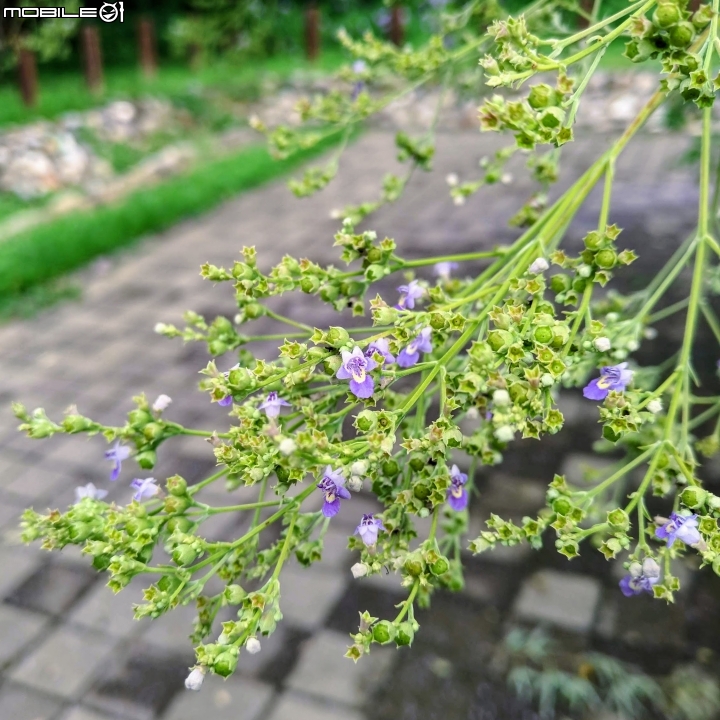 黃荊 台南市永康區永康公園 07/08