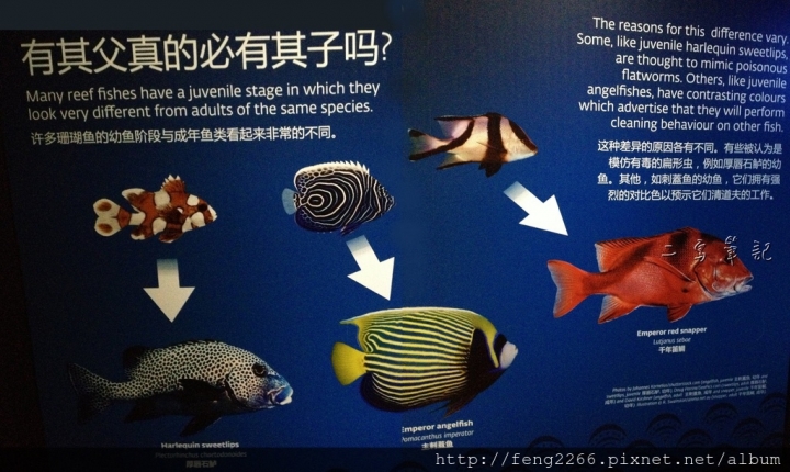 (新加坡) S.E.A.海洋館