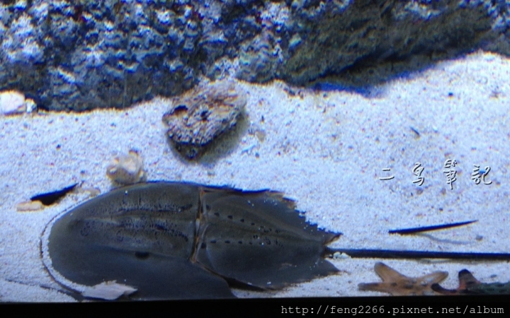 (新加坡) S.E.A.海洋館