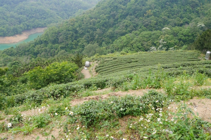 【新北石碇 | 景點】流淌在重重山巒間的一泓碧綠✲千島湖