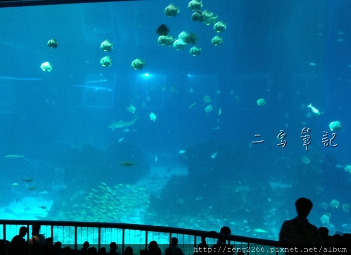 (新加坡) S.E.A.海洋館