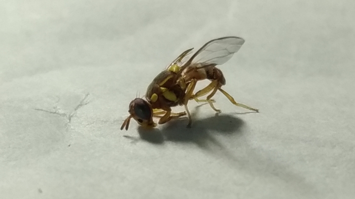 請問這是什麼昆蟲???