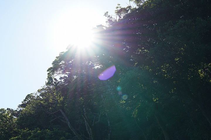 Sigma 70mm f/2.8 DG Macro Art 評測報告｜FE-Mount 微距新星「利」到沒朋友！