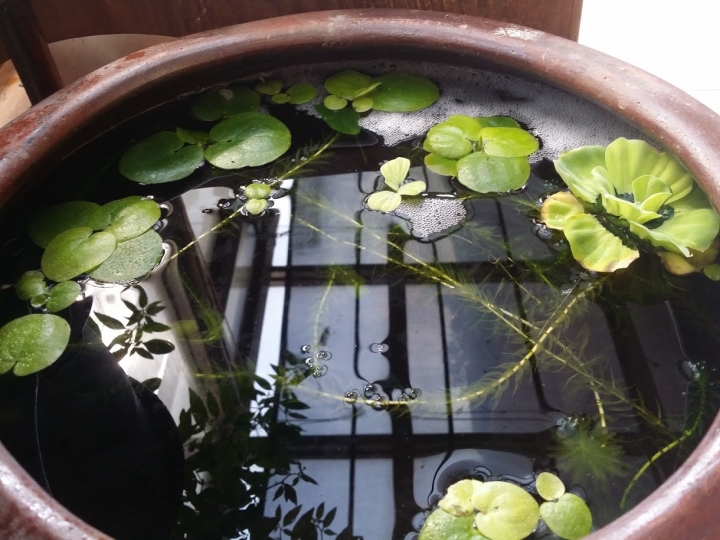 園藝新手DIY小花圃