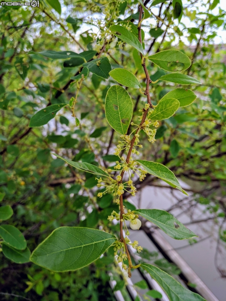 密花白飯樹 台南市西港區西港綠川廊道 08/18