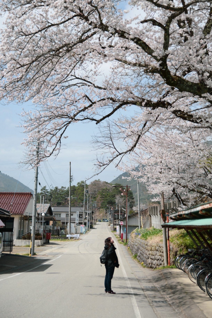 日本 高山 樱花 盛开 d800