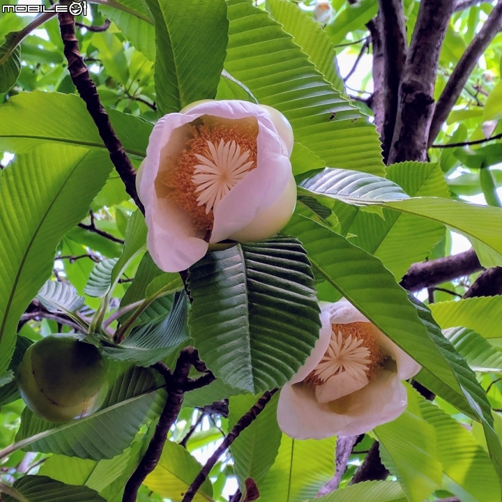 第倫桃 台南市佳里區佳里體育公園 08/05