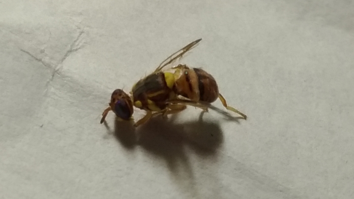 請問這是什麼昆蟲???