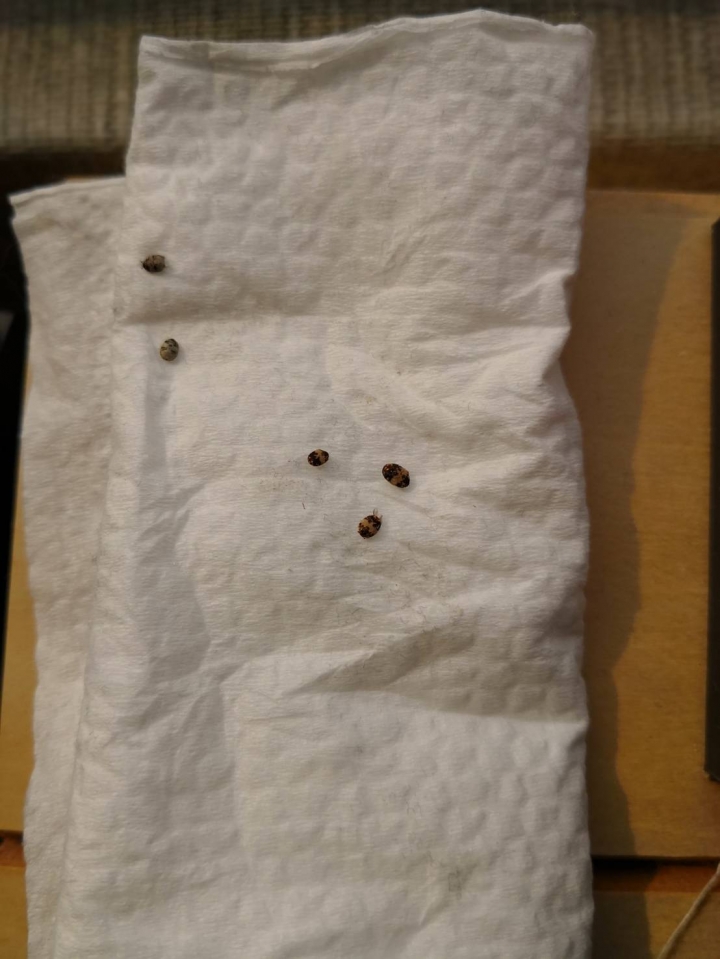 請問這是什麼蟲??