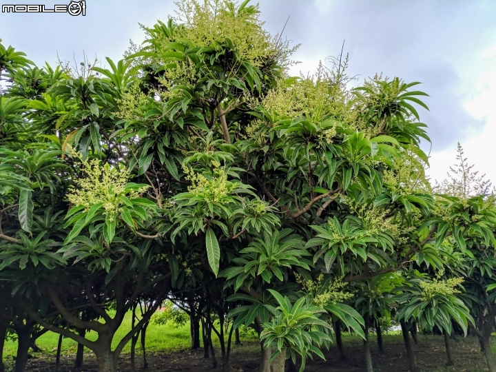 蝴蝶+台東漆木 台南市安南區史博館 08/20