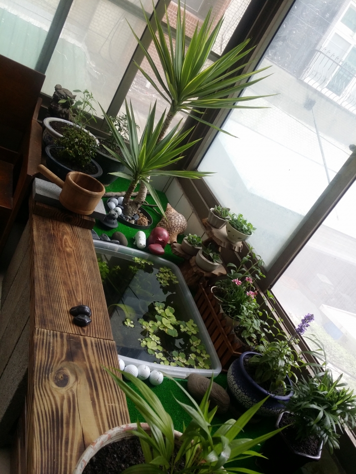 園藝新手DIY小花圃