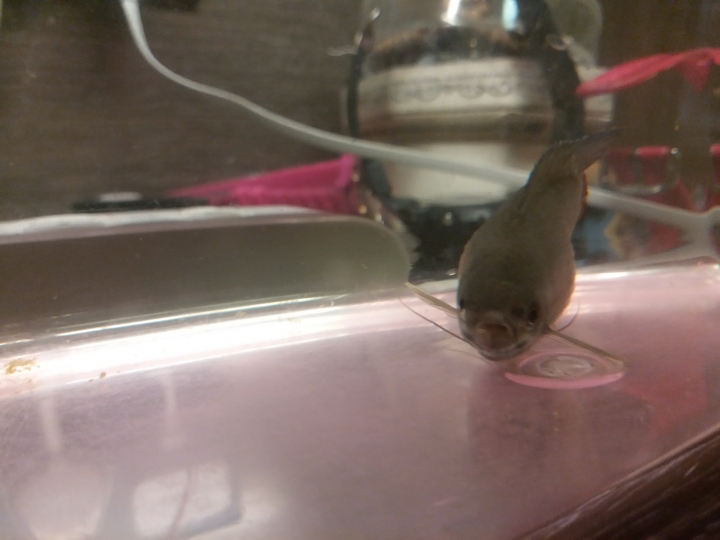 請問這條魚是甚麼病？定係大肚？