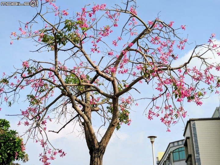 無葉檉柳 台南市佳里區公園路 08/11