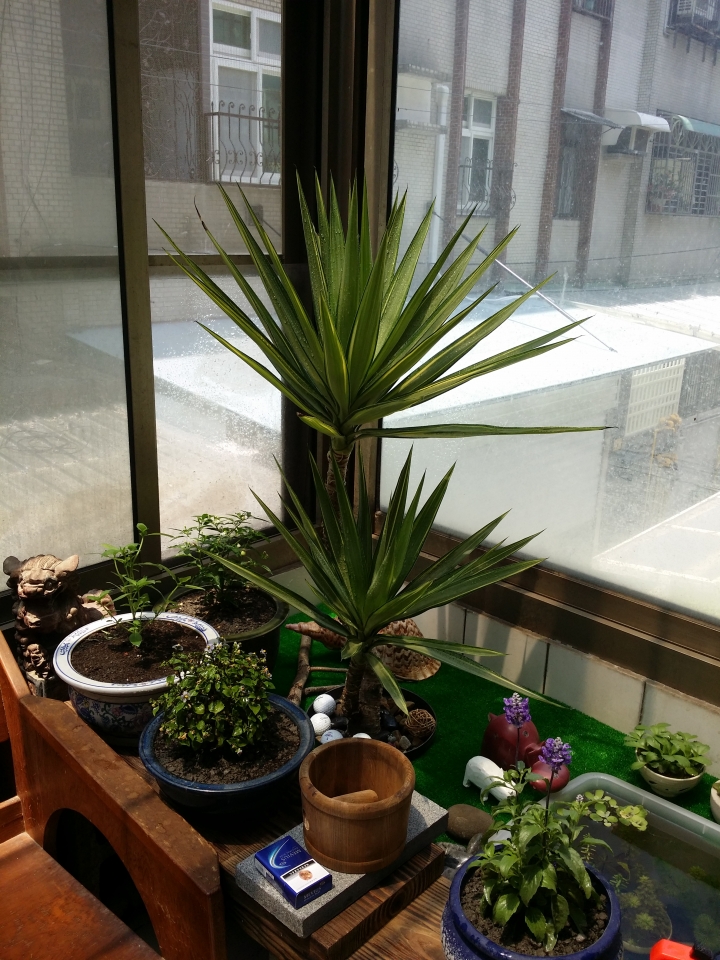 園藝新手DIY小花圃