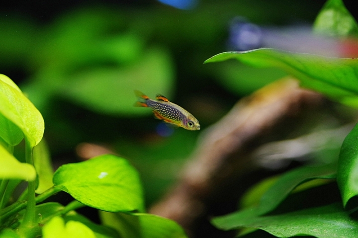 火翅金鑽燈魚