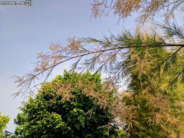 無葉檉柳 台南市佳里區公園路 08/11