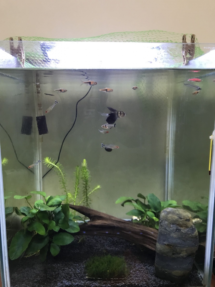 水族新手問題請益