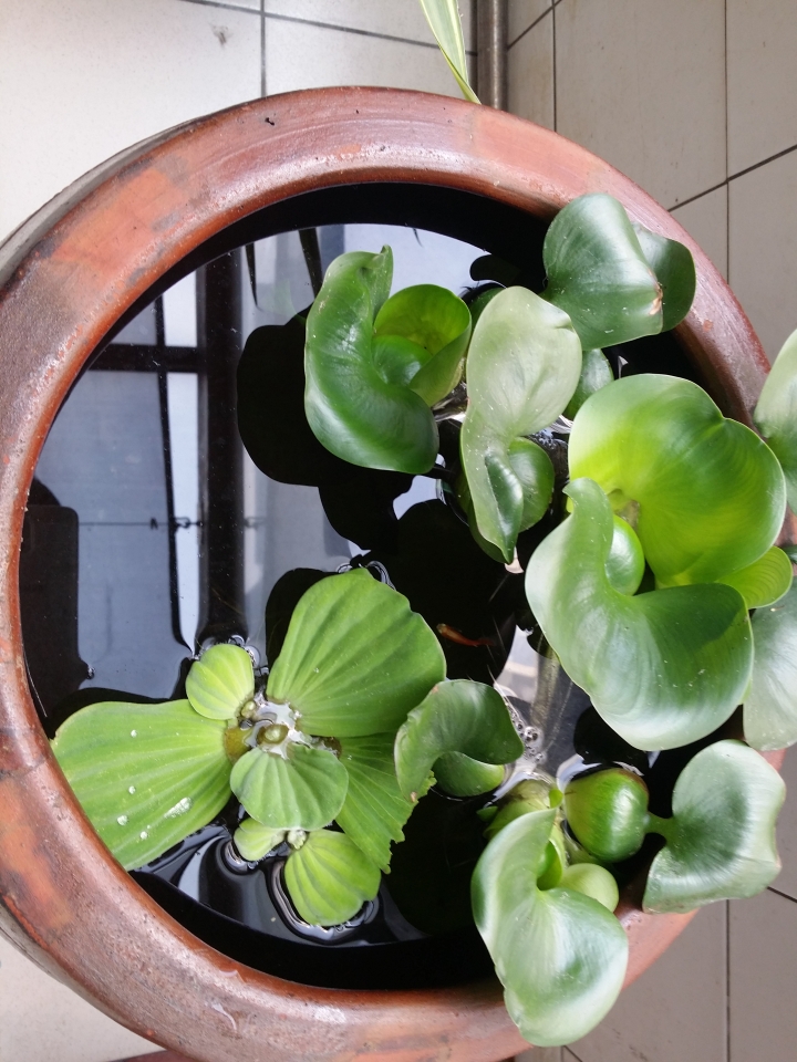 園藝新手DIY小花圃