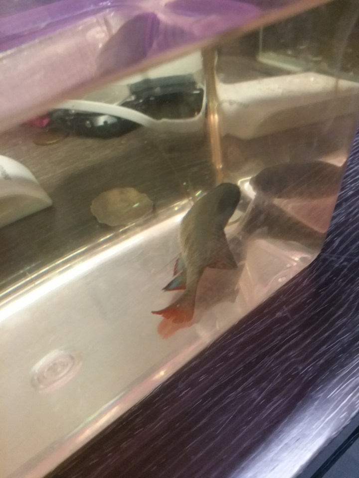 請問這條魚是甚麼病？定係大肚？