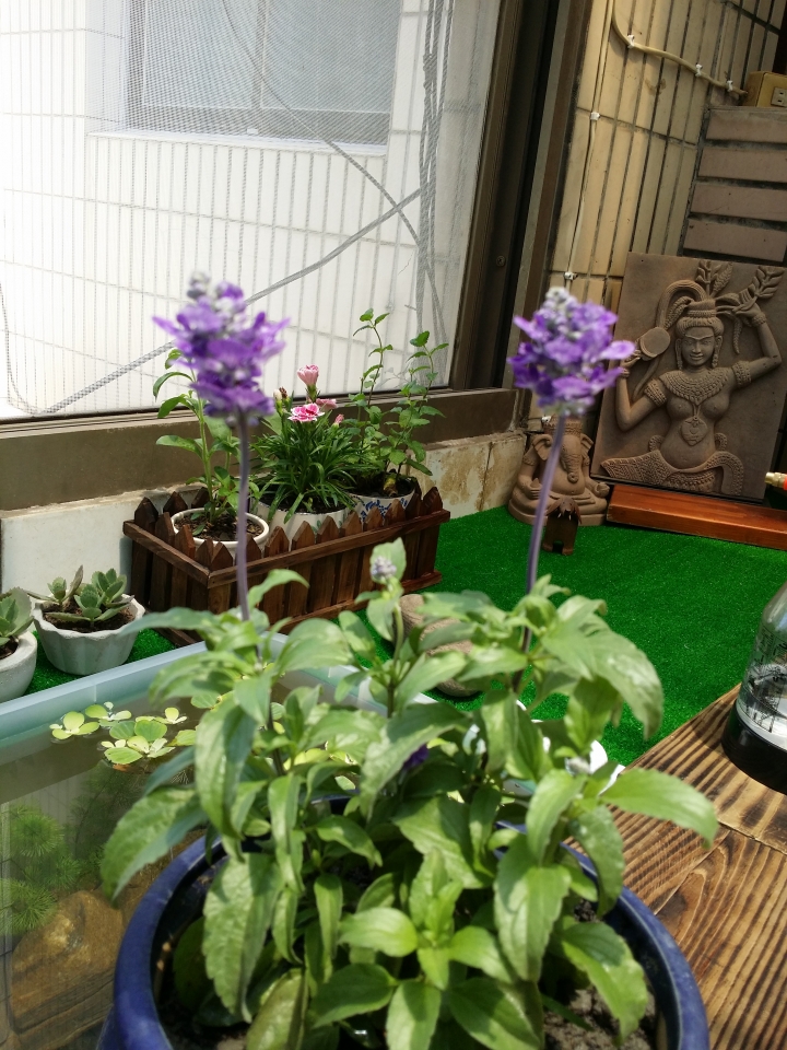 園藝新手DIY小花圃