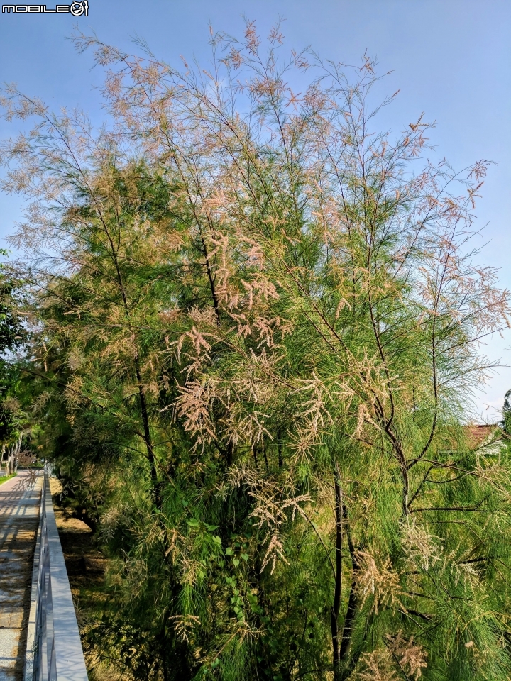 無葉檉柳 台南市佳里區公園路 08/11