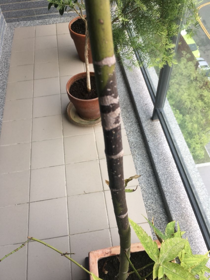 求救楓樹（槭樹）生病了！
