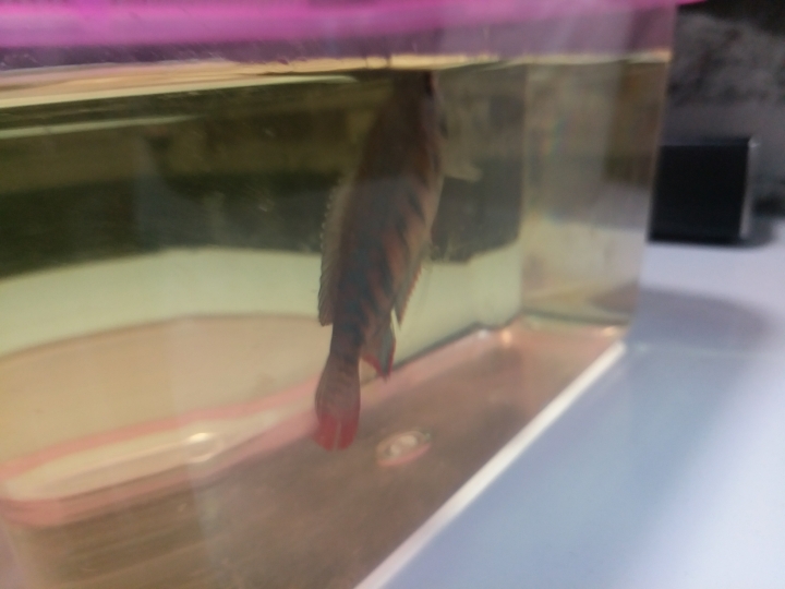 請問這條魚是甚麼病？定係大肚？