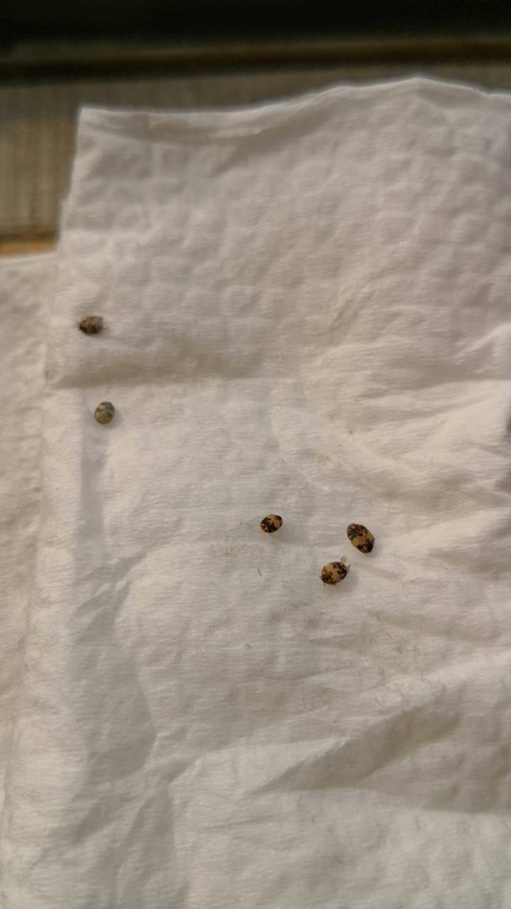 請問這是什麼蟲??