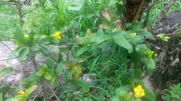 請問一種像桂花的植物品稱