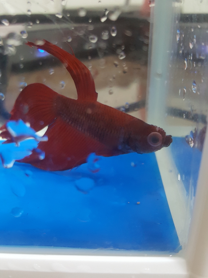 鬥魚生病了該如何處理？