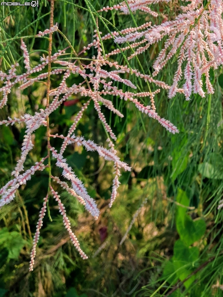 無葉檉柳 台南市佳里區公園路 08/11