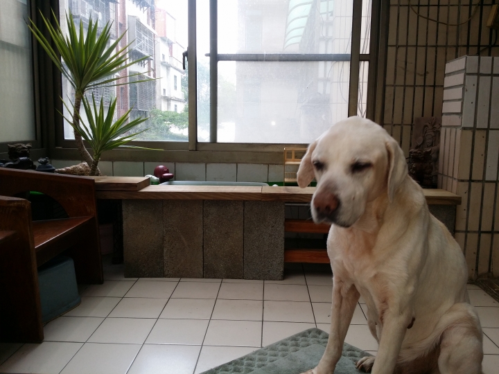 園藝新手DIY小花圃
