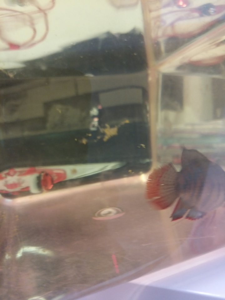 請問這條魚是甚麼病？定係大肚？