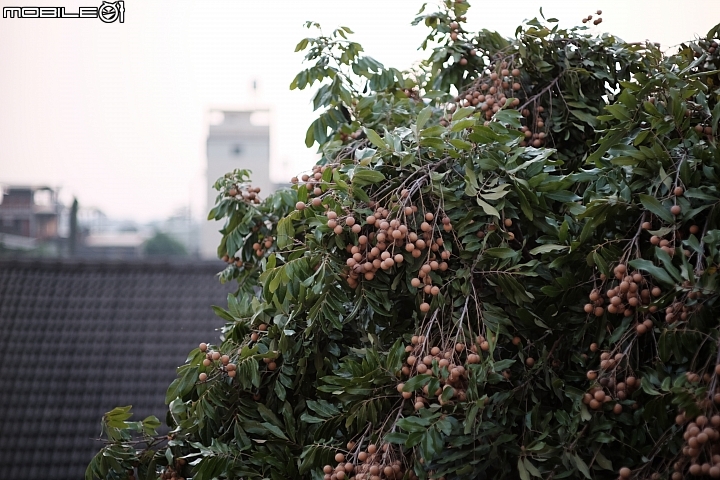 點我看大圖 7artisans 55mm F1.4 For X-mount 【開箱&實拍】