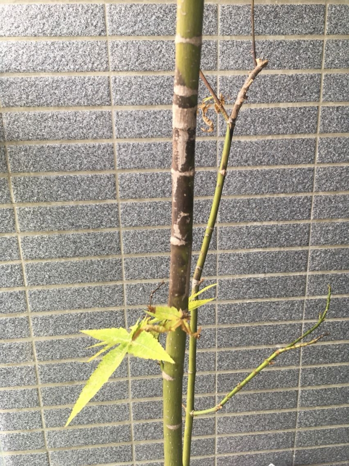 求救楓樹（槭樹）生病了！