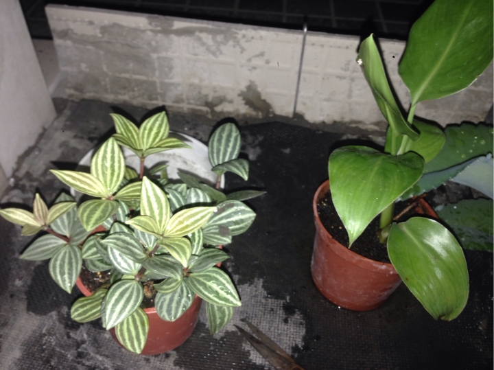 想請問各位先進此兩種花草名稱？