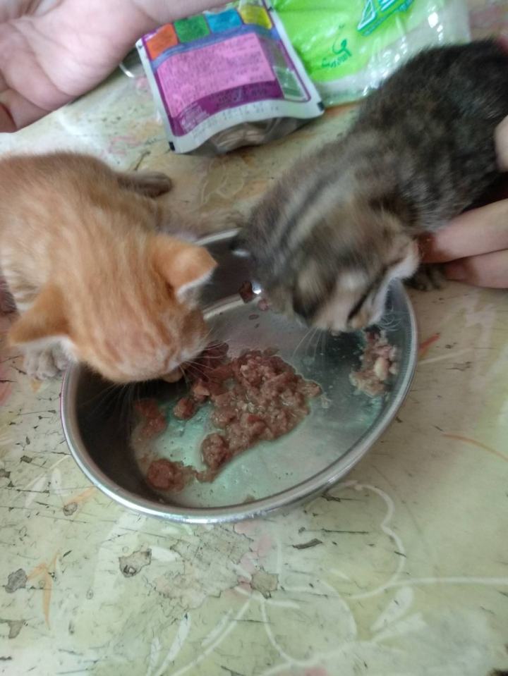 急～小貓認養(高雄)