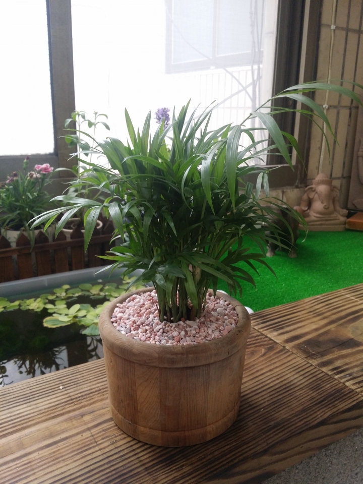 園藝新手DIY小花圃