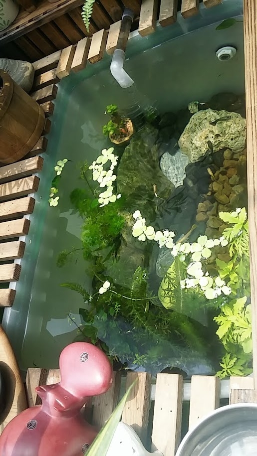 園藝新手DIY小花圃