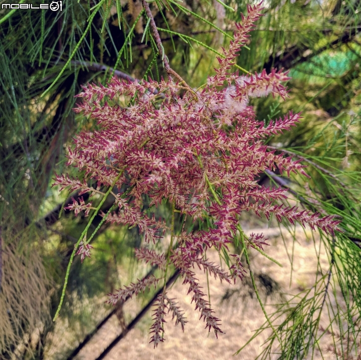 無葉檉柳 台南市佳里區公園路 08/11