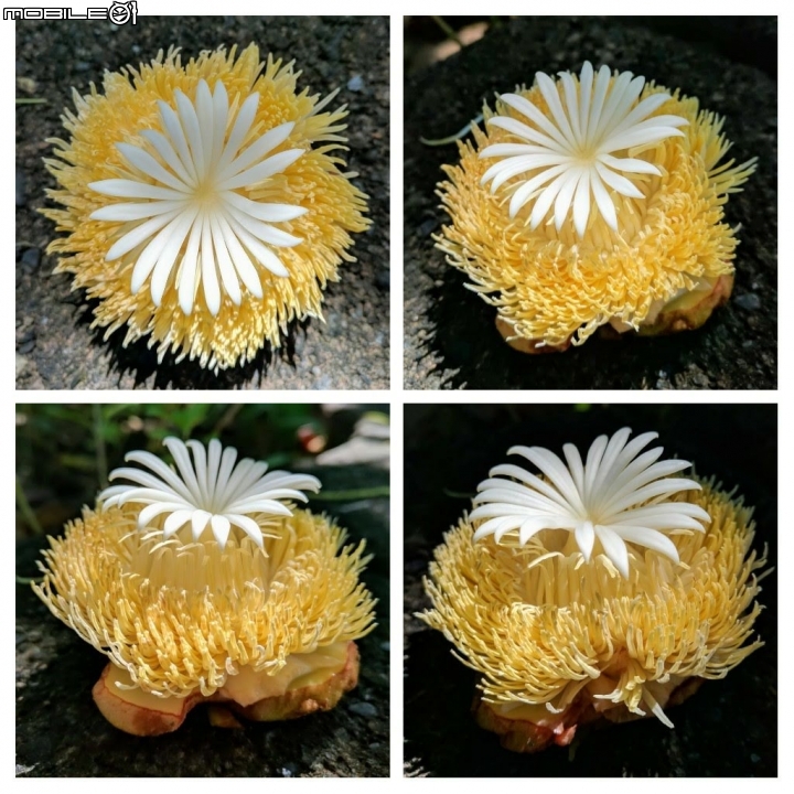 第倫桃 台南市佳里區佳里體育公園 08/05