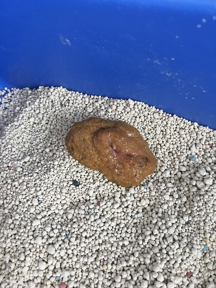 小貓的大便這樣正常嗎
