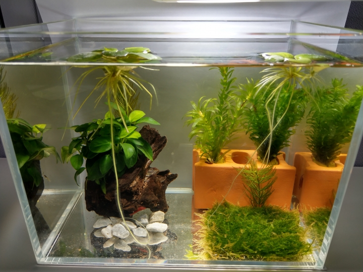 魚缸問題請教